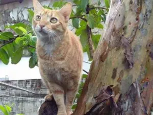 Gato raça mestiça idade 2 anos nome Pixotinha