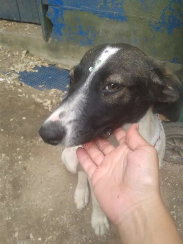 Cachorro ra a Vira lata idade 7 a 11 meses nome Branquinha