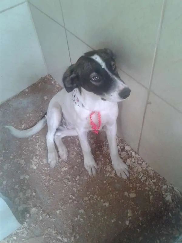 Cachorro ra a Vira lata idade 7 a 11 meses nome Branquinha