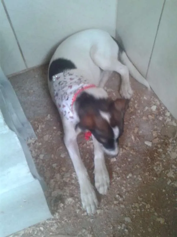 Cachorro ra a Vira lata idade 7 a 11 meses nome Branquinha