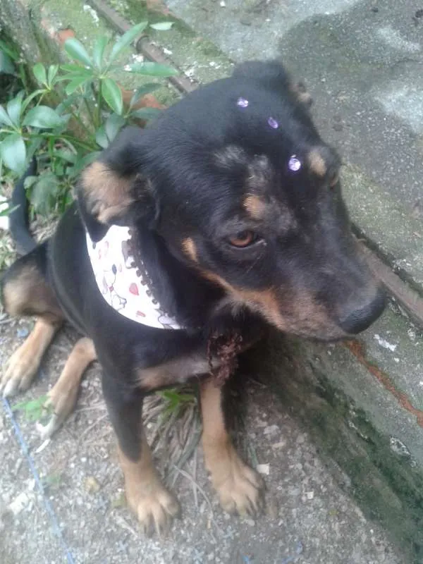 Cachorro raça Vira Lata idade 7 a 11 meses nome Pretinha
