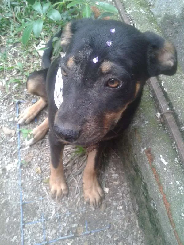 Cachorro raça Vira Lata idade 7 a 11 meses nome Pretinha