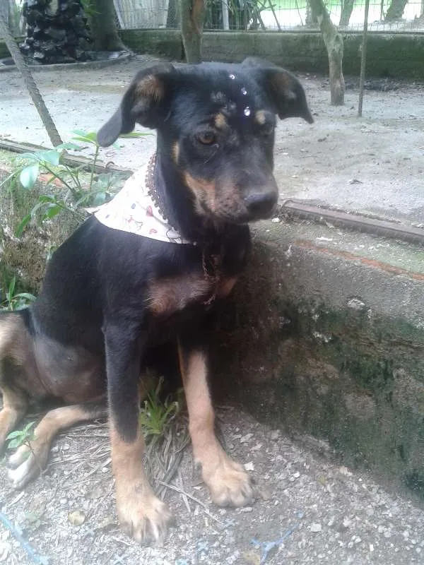 Cachorro raça Vira Lata idade 7 a 11 meses nome Pretinha