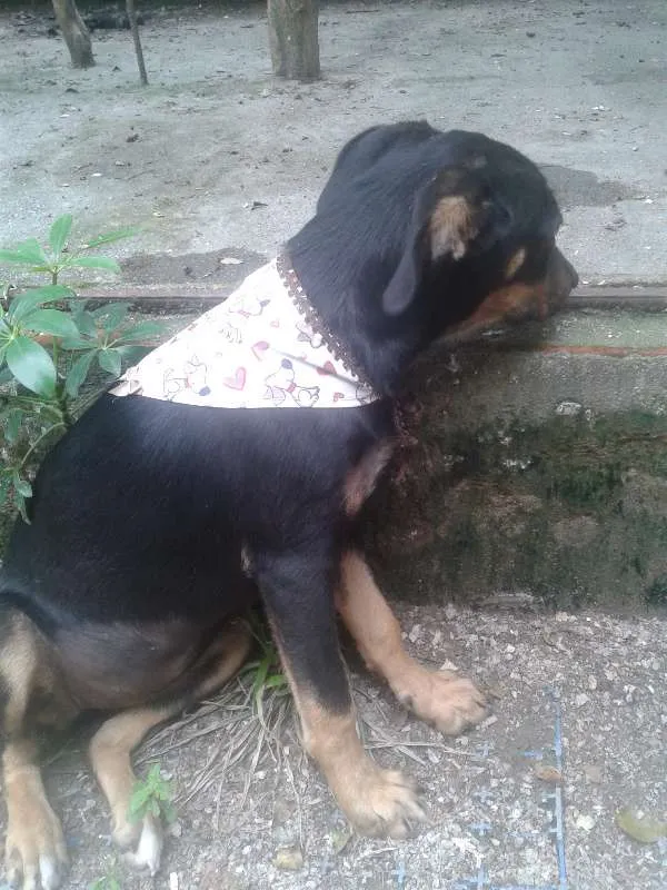 Cachorro raça Vira Lata idade 7 a 11 meses nome Pretinha
