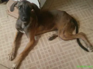 Cachorro raça Vira lata idade 2 a 6 meses nome Nina