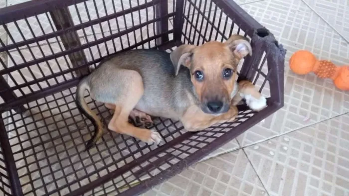 Cachorro raça Vira lata idade 2 a 6 meses nome Flor