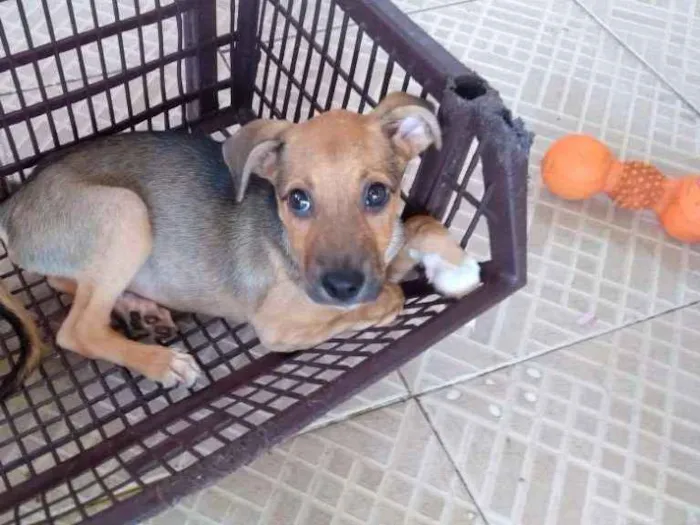 Cachorro raça Vira lata idade 2 a 6 meses nome Flor