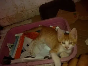 Gato raça Sem raça idade 2 a 6 meses nome Sem nome