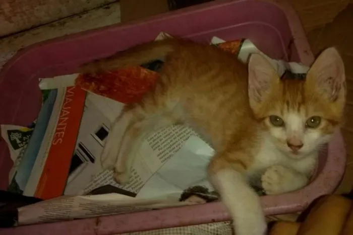 Gato raça Sem raça idade 2 a 6 meses nome Sem nome