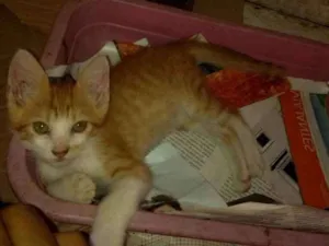 Gato raça Sem raça idade 2 a 6 meses nome Sem nome