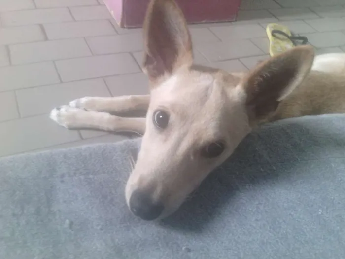 Cachorro ra a Misturado idade 7 a 11 meses nome Jasmin