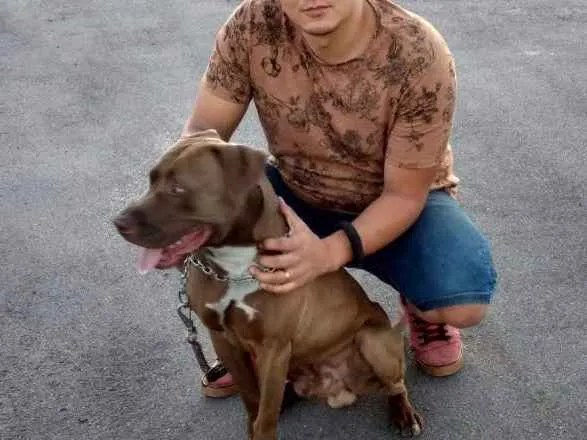 Cachorro ra a Pit bull idade 3 anos nome Stark