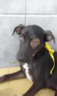 Pituca
