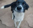 Juju