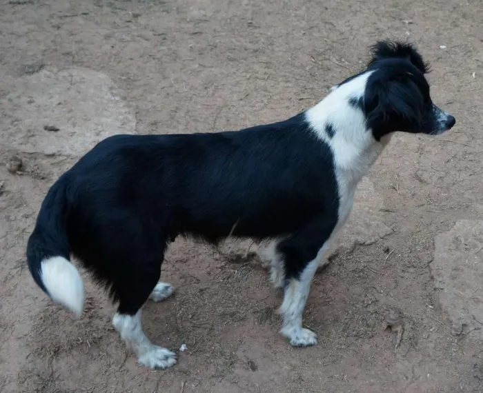 Cachorro ra a SRD idade 2 anos nome Juju