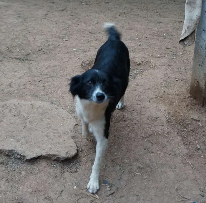 Cachorro ra a SRD idade 2 anos nome Juju