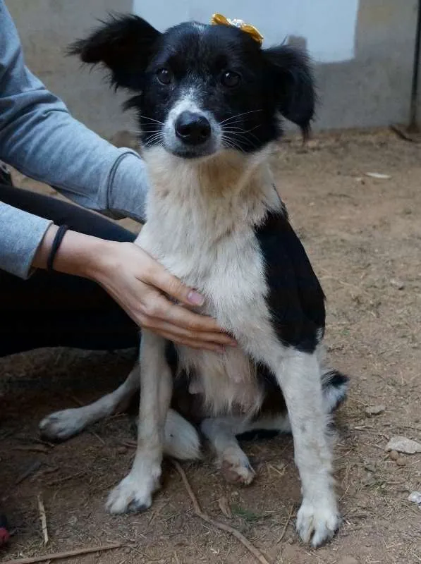Cachorro ra a SRD idade 2 anos nome Juju