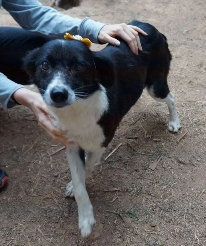 Cachorro ra a SRD idade 2 anos nome Juju