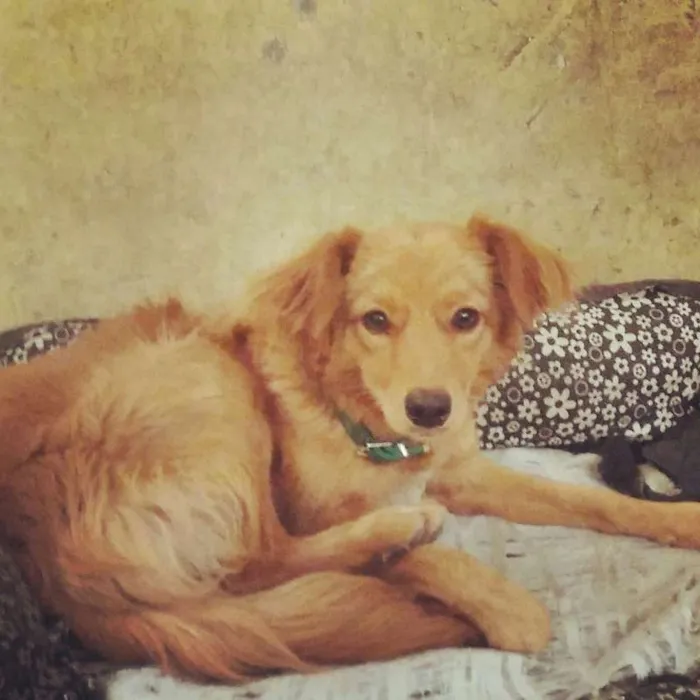 Cachorro ra a SRD idade 7 a 11 meses nome Meg