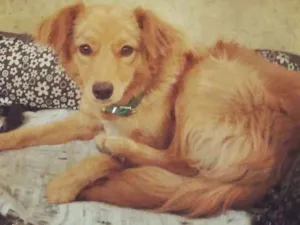 Cachorro raça SRD idade 7 a 11 meses nome Meg