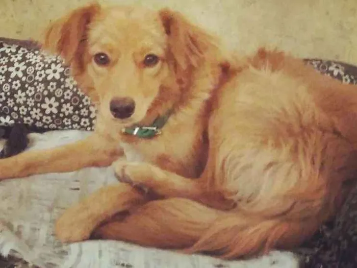 Cachorro ra a SRD idade 7 a 11 meses nome Meg