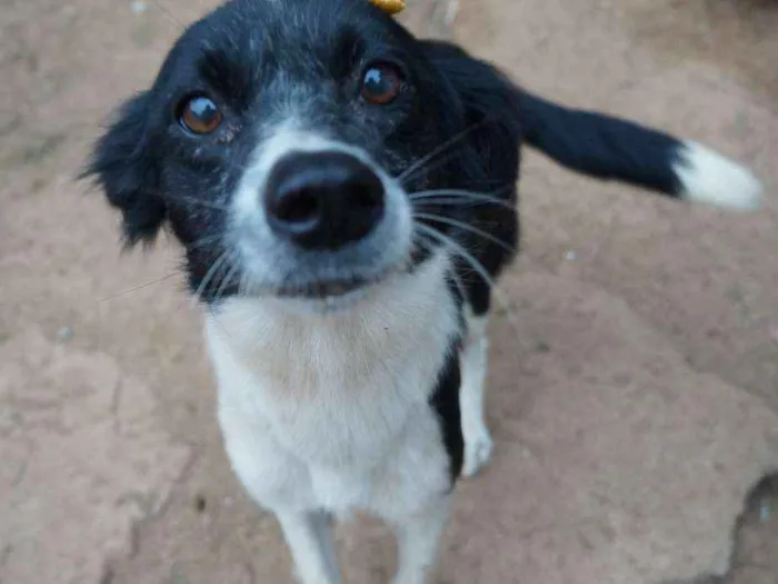 Cachorro ra a SRD idade 2 anos nome Juju