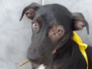 Cachorro raça SRD idade 2 a 6 meses nome Pituca