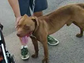 Cachorro ra a Pit bull idade 3 anos nome Stark