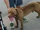 Cachorro raça Pit bull idade 3 anos nome Stark
