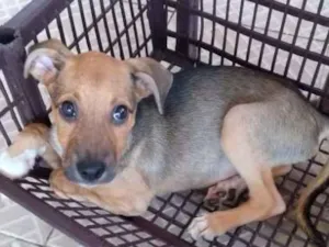 Cachorro raça Vira lata idade 2 a 6 meses nome Flor