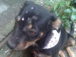 Cachorro raça Vira Lata idade 7 a 11 meses nome Pretinha