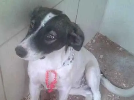 Cachorro ra a Vira lata idade 7 a 11 meses nome Branquinha