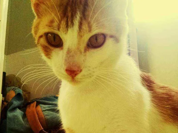 Gato ra a nestiço idade 3 anos nome Biel