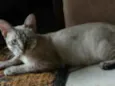Pituca