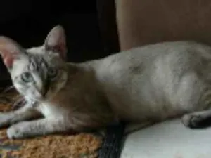 Gato raça srd idade  nome Pituca