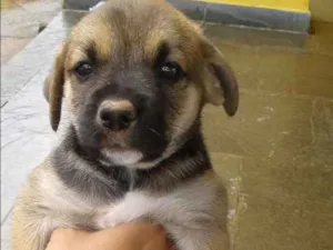 Cachorro raça SRD idade Abaixo de 2 meses nome sem nome