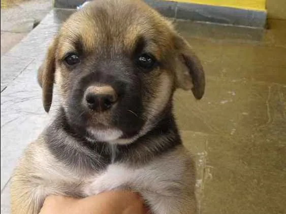 Cachorro ra a SRD idade Abaixo de 2 meses nome sem nome