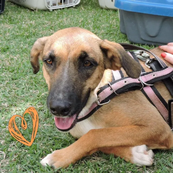 Cachorro ra a SRD idade 1 ano nome Clarisse