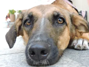Cachorro raça SRD idade 1 ano nome Clarisse
