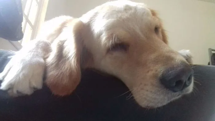 Cachorro ra a Golden Retriever idade 4 anos nome Fiona