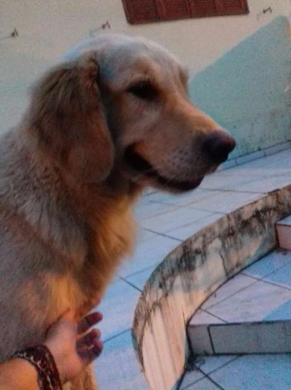 Cachorro ra a Golden Retriever idade 4 anos nome Fiona