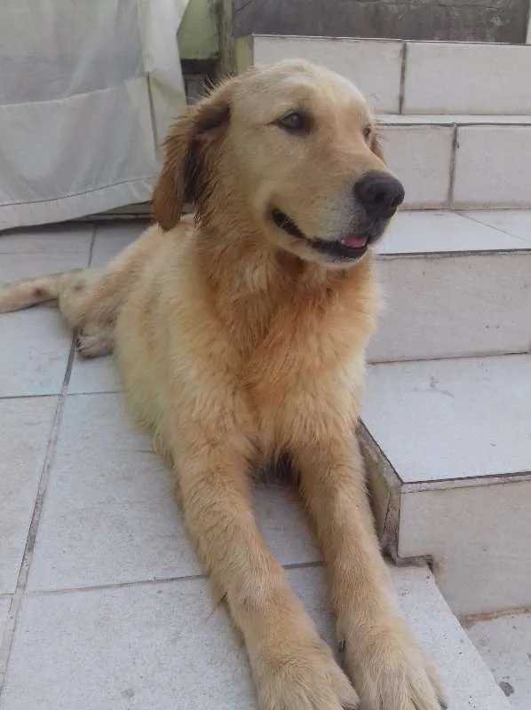 Cachorro ra a Golden Retriever idade 4 anos nome Fiona