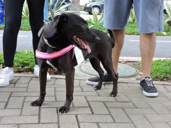 Cachorro ra a SRD idade 3 anos nome Chokitinha