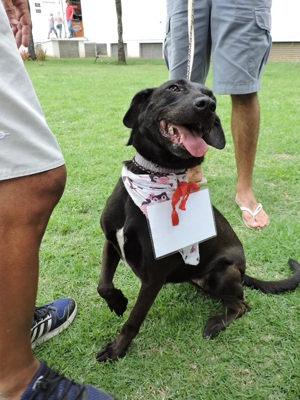 Cachorro ra a SRD idade 3 anos nome Chokitinha