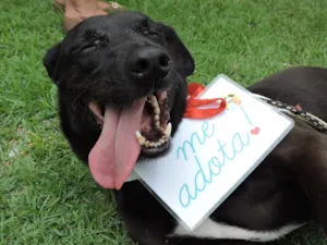 Cachorro raça SRD idade 3 anos nome Chokitinha