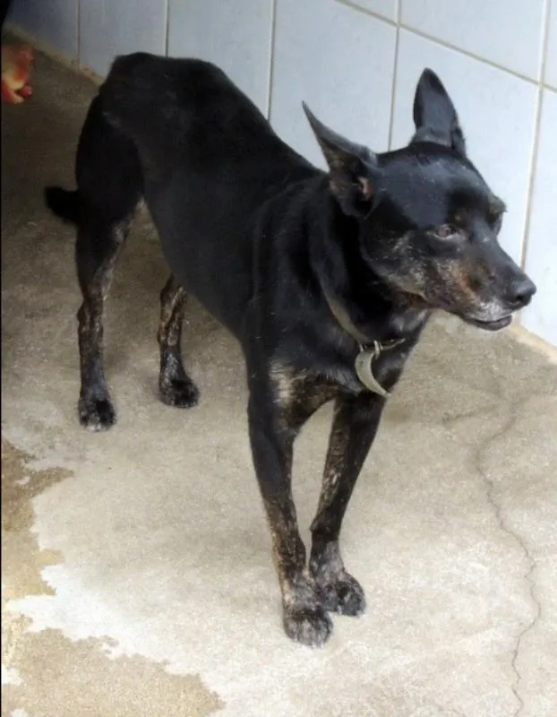 Cachorro ra a SRD idade 5 anos nome Pandeiro