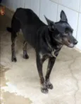 Pandeiro