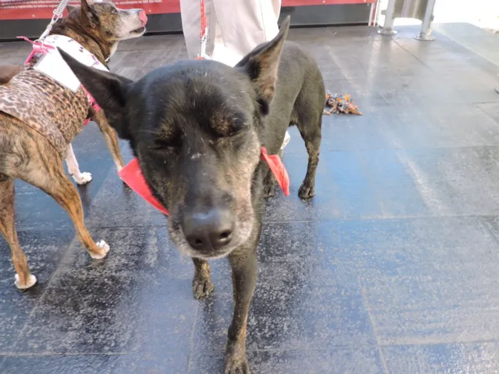 Cachorro ra a SRD idade 5 anos nome Pandeiro
