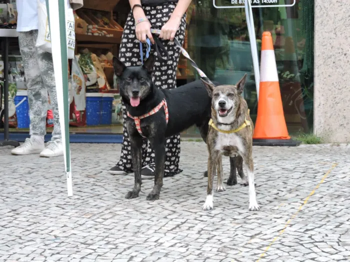 Cachorro ra a SRD idade 5 anos nome Pandeiro