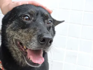 Cachorro raça SRD idade 5 anos nome Pandeiro